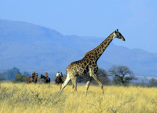 South Africa-Waterberg-Big Five Explorer Safari